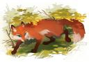 Discovery splash banner for 🐾THE PRIDE NETWORK 🦊 Discord server