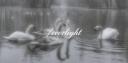 Discovery splash banner for ꒰੭  /everlight  ⸝⸝  𝘀𝘁𝗼𝘅・𝗮𝗻𝗴𝗲𝗹𝗰𝗼𝗿𝗲・𝘀𝗼𝗰𝗶𝗮𝗹・𝗵𝗮𝗻𝗴𝗼𝘂𝘁 ・𝗰𝗵𝗶𝗹𝗹  𐦯 Discord server