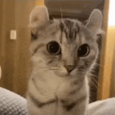 Discovery icon for Cat Community Discord server